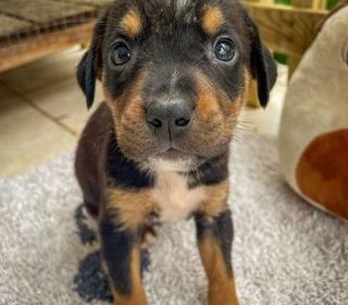 miniature
