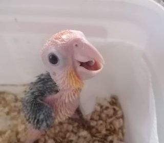 miniature