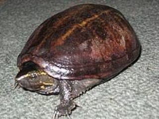 miniature