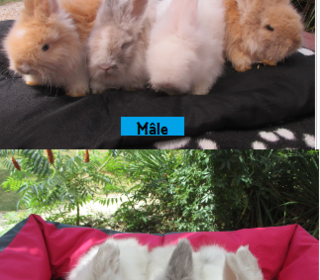miniature