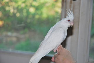 miniature