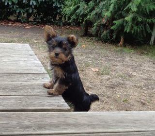 miniature