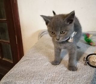 miniature