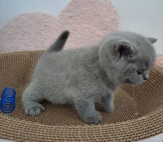 miniature