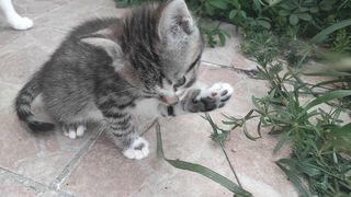 miniature