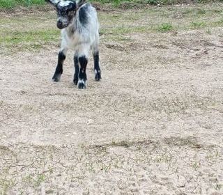 miniature