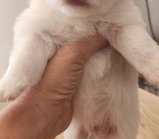 miniature