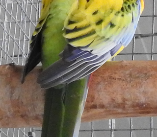 miniature