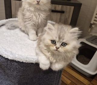 miniature