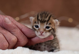 miniature