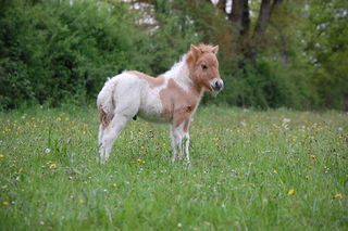 miniature