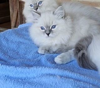 miniature