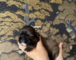 miniature