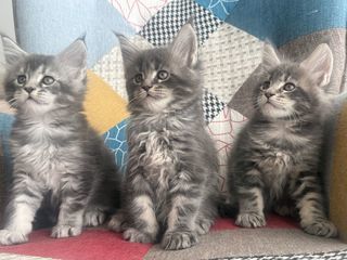 miniature