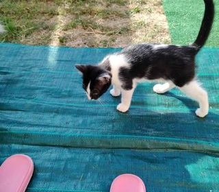 miniature
