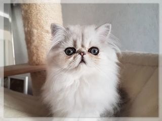 miniature