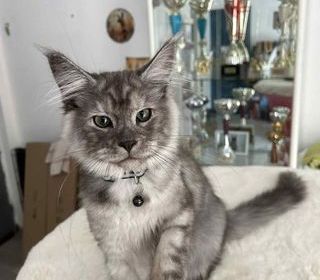 miniature