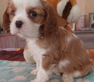 miniature