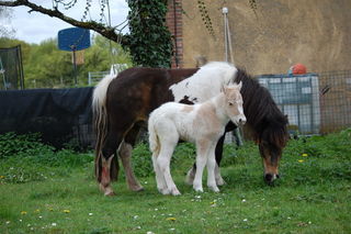miniature