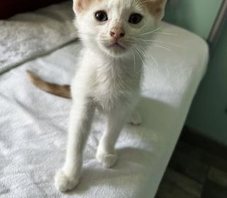 miniature
