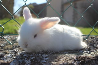 miniature