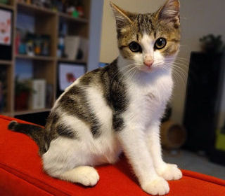 miniature