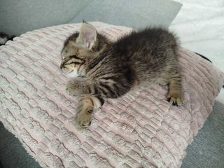 miniature