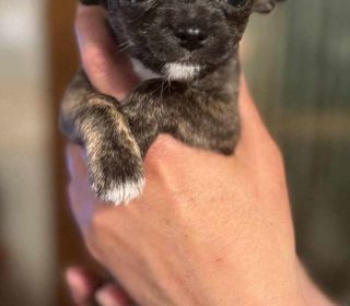 miniature
