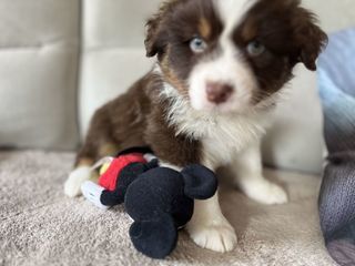 miniature