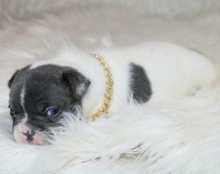 miniature