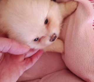 miniature