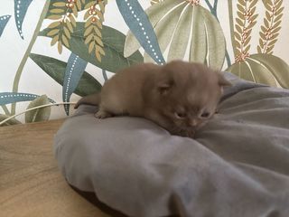 miniature