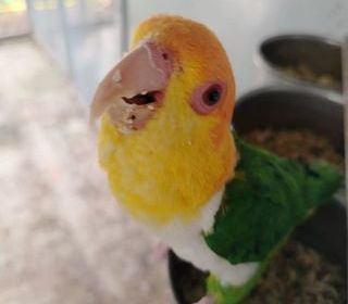 miniature