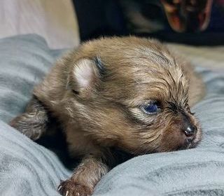 miniature
