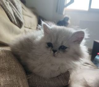 miniature