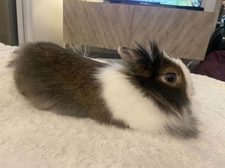 miniature