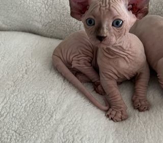 miniature