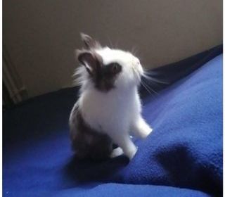 miniature