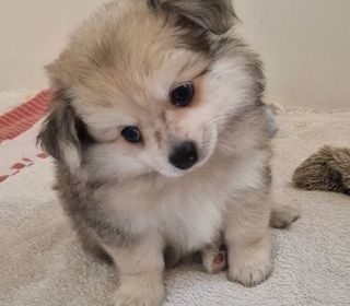 miniature
