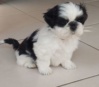 miniature