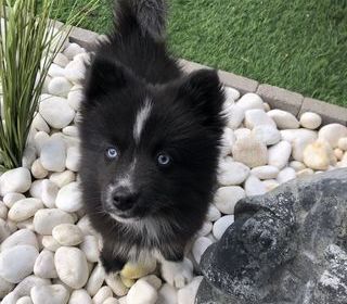 miniature
