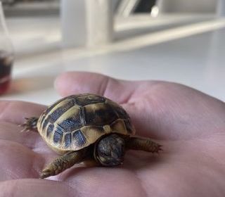 miniature