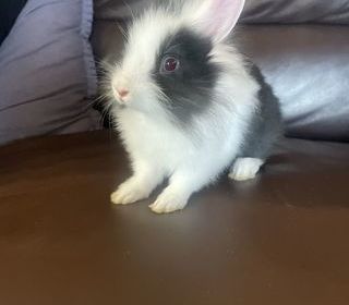 miniature