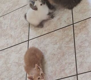miniature
