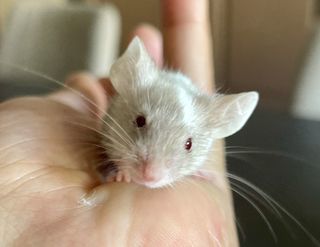 miniature
