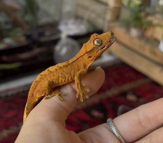 miniature