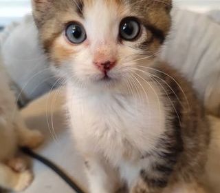 miniature