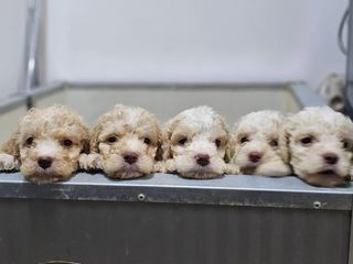 miniature