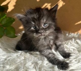 miniature