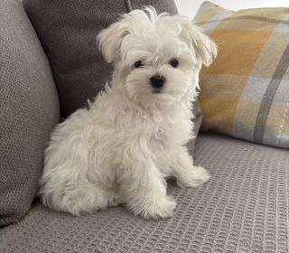 miniature
